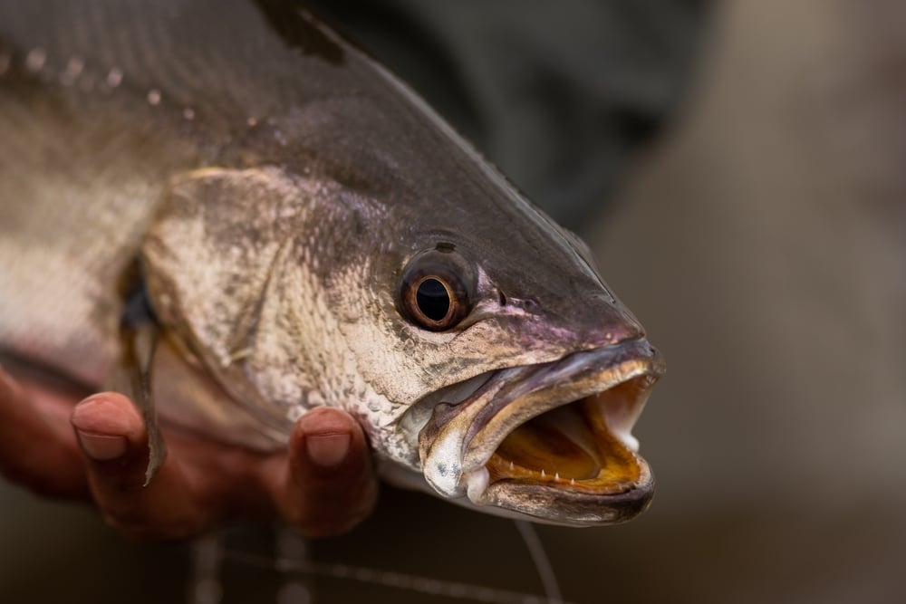 How To Catch Mulloway Jewfish | Land Based Anglers | Land Based Fishing (1)