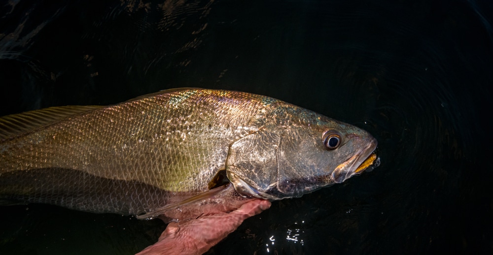 How To Catch Mulloway Jewfish | Land Based Anglers | Land Based Fishing (11)