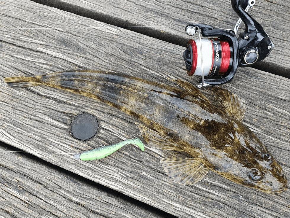 13 Best Baits For Flathead Plus, Best Live Baits For Flathead