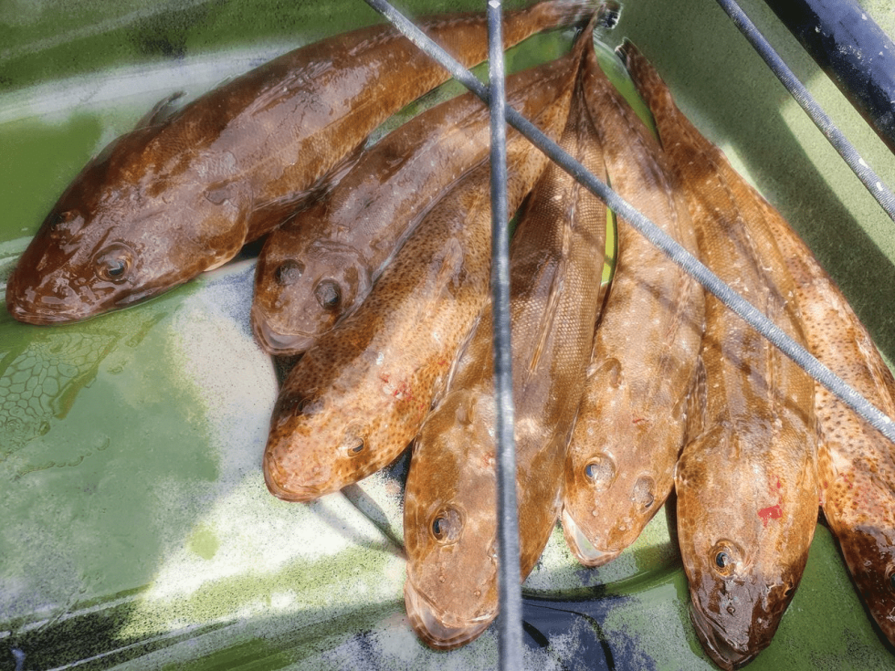 13 Best Baits For Flathead Plus, Best Live Baits For Flathead