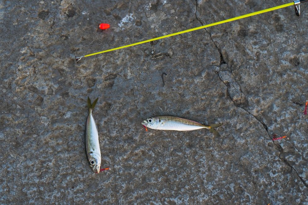 13 Best Baits For Flathead Plus, Best Live Baits For Flathead