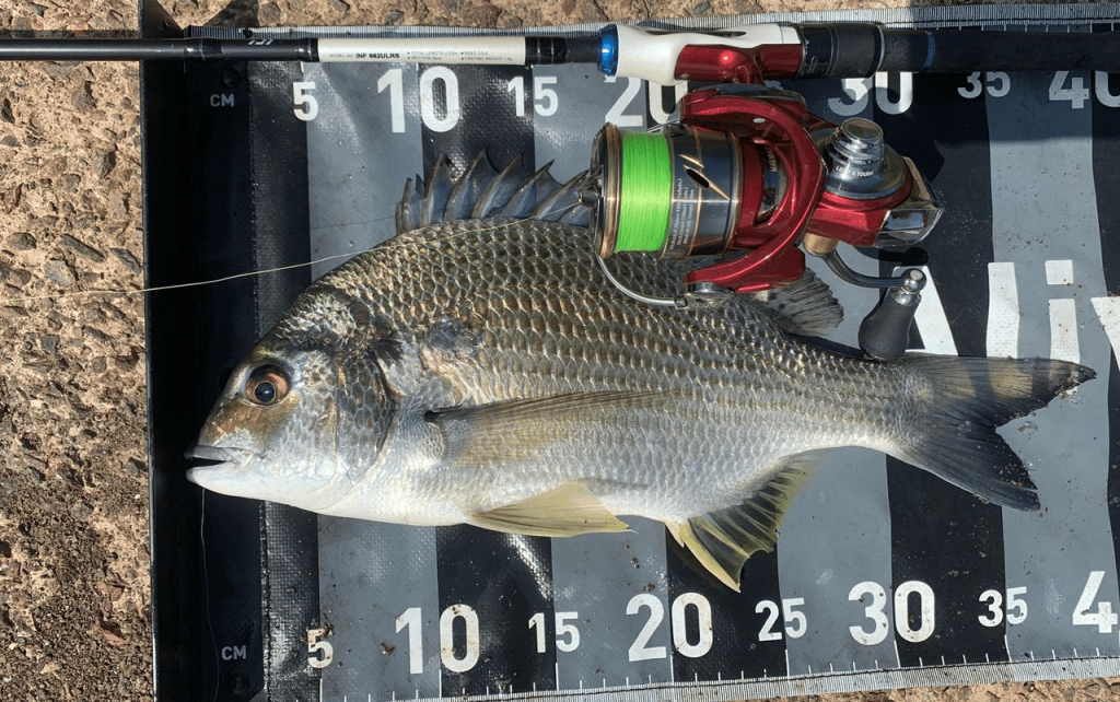 How To Catch Bream | Acanthopagrus Australis | Acanthopagrus Butcheri | LandBasedAnglers.com (1)