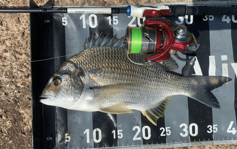 How To Catch Bream Successfully 1 Ultimate Guide In 2023