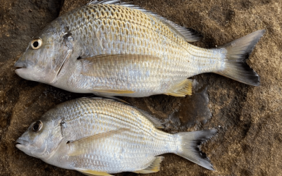 How To Catch Bream | An Ultimate Guide