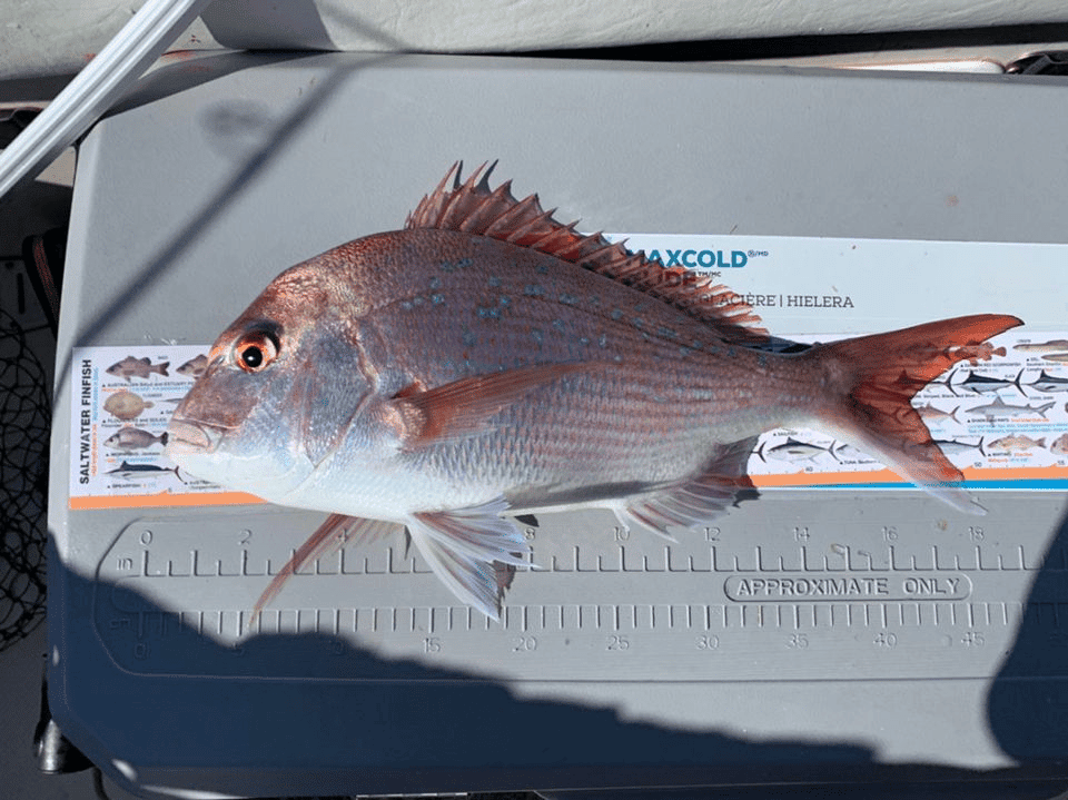 How To Catch Snapper | LandBasedAnglers.com (6)