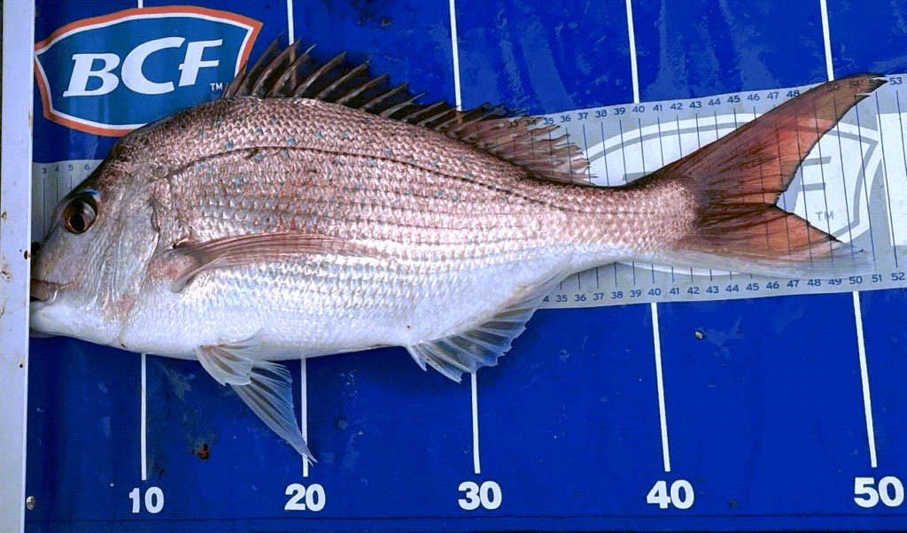 How To Catch Snapper | LandBasedAnglers.com | Land Based Fishing (5)