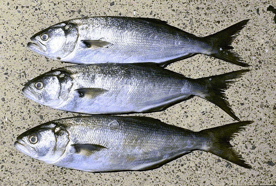 How To Catch Tailor aka Bluefish | LandBasedAnglers | Land Based Fishing (8)