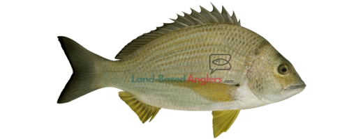 Bream | LandBasedAnglers.com