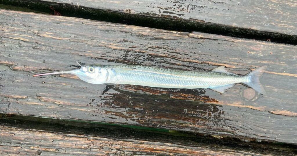 How To Catch Garfish | LandBasedAnglers (1)