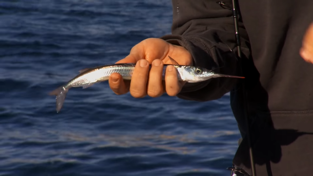 How To Catch Garfish | LandBasedAnglers (17)