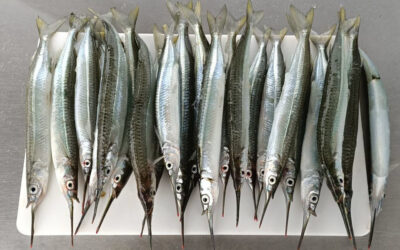 How to Catch Garfish | An Ultimate Guide for Land-Based Anglers