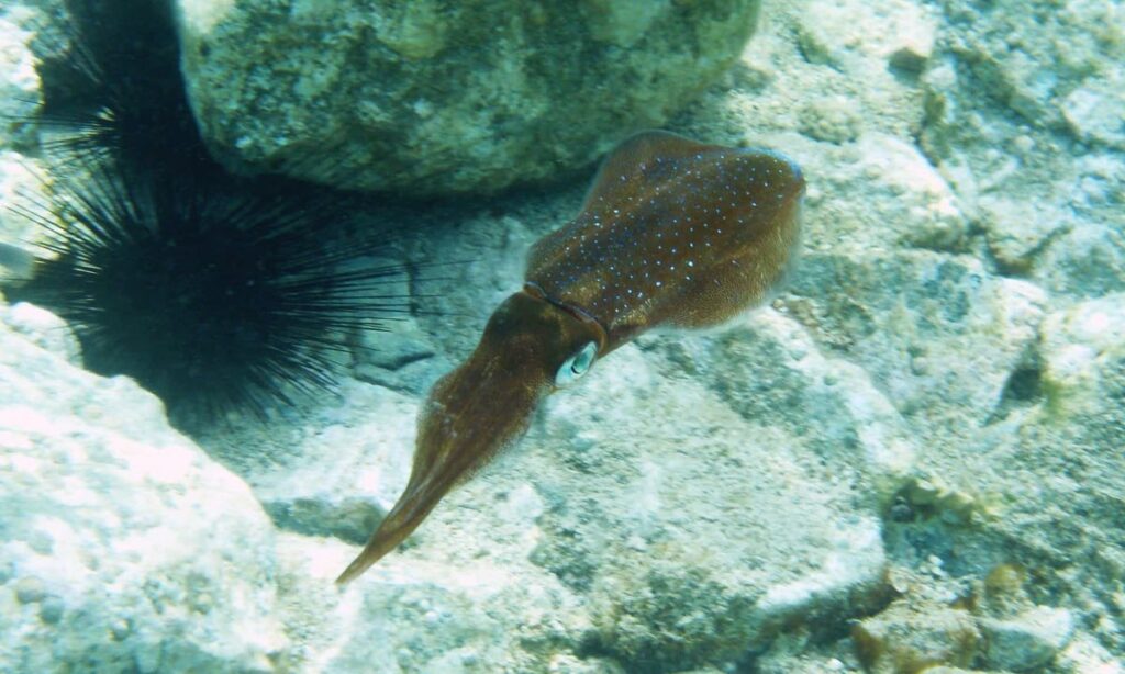 How To Catch Squid Southern Calamari | LandBasedAnglers.com | Land Based Fishing (4)