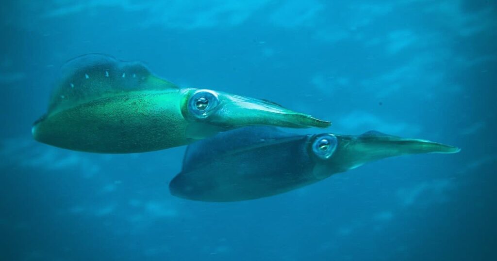 How To Catch Squid Southern Calamari | LandBasedAnglers.com | Land Based Fishing (8)