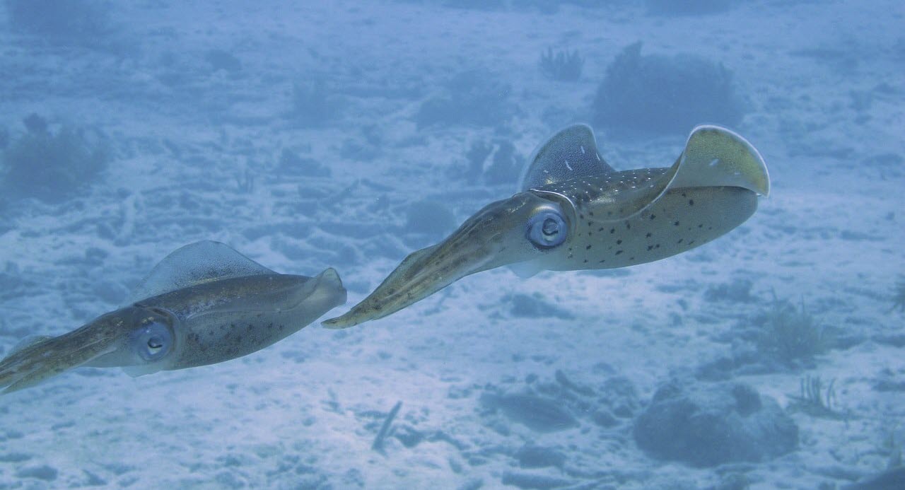 How To Catch Squid Successfully | #1 Ultimate Guide In 2023