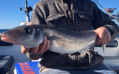 How To Catch Whiting Successfully | #1 Guide For Land-Based Anglers