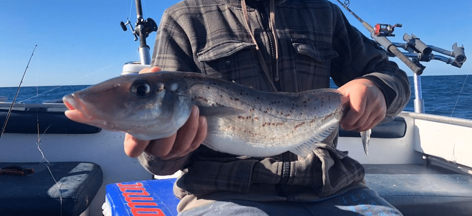 How To Catch Whiting Successfully | #1 Guide For Land-Based Anglers