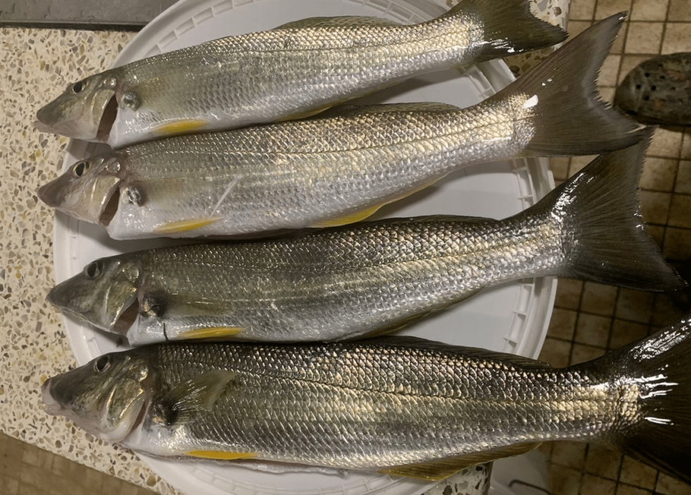 How To Catch Whiting Successfully 1 Ultimate Guide For LandBased