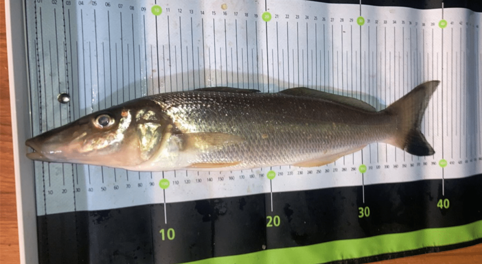 How To Catch Whiting Successfully 1 Ultimate Guide For LandBased