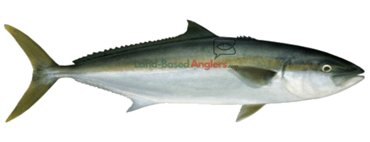 Kingfish | LandBasedAnglers.com