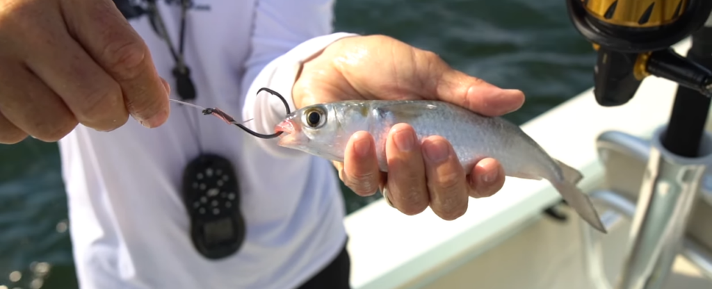 Live Bait Mullet | LandBasedAnglers.com