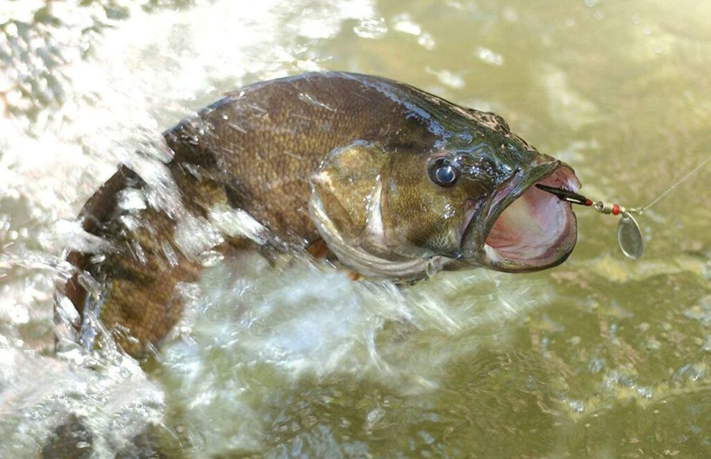 PLUSINNO Spinnerbaits Kit - Best Australian Salmon Lures 2