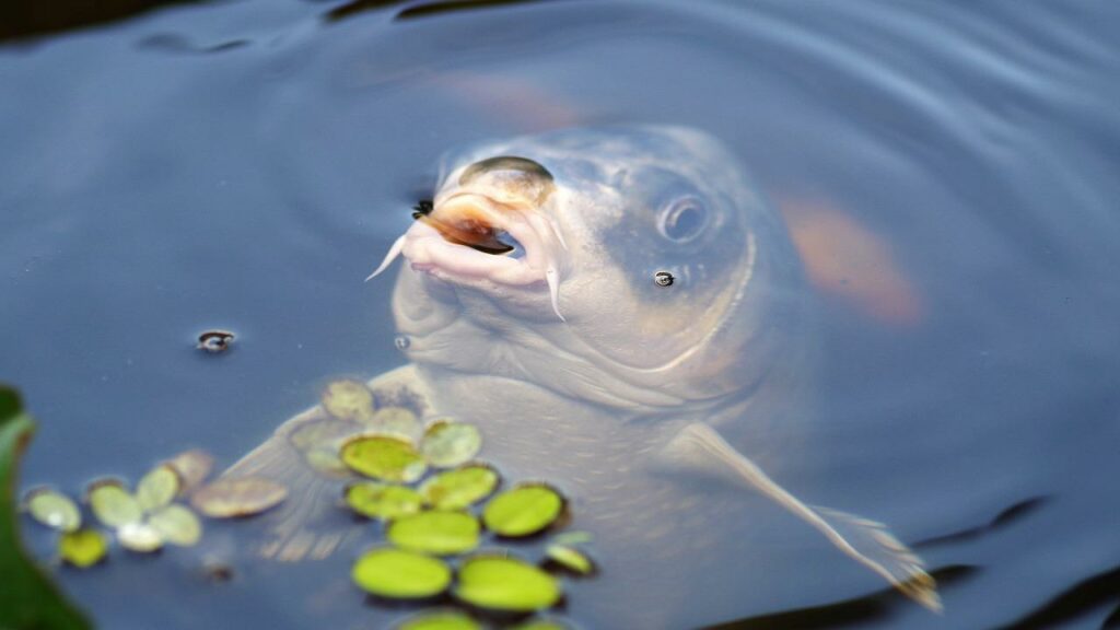 How To Catch Carp - (5)