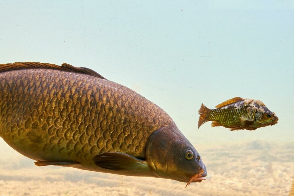 How To Catch Carp - (8)