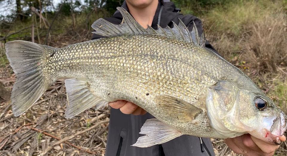 How To Catch Australian Bass (4)