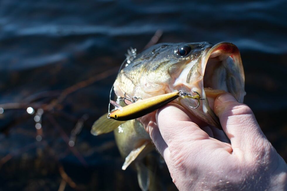 How To Catch Australian Bass 13 Proven Tips By Pro Anglers