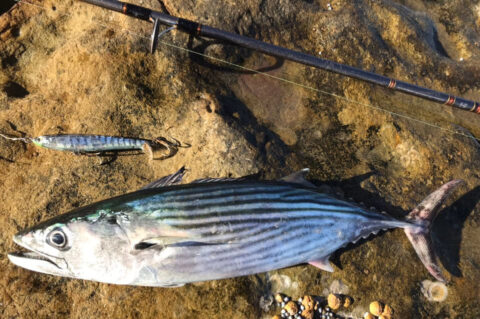 Bonito Rig How To Catch Bonito: 13 Amazing Tips From Master Anglers