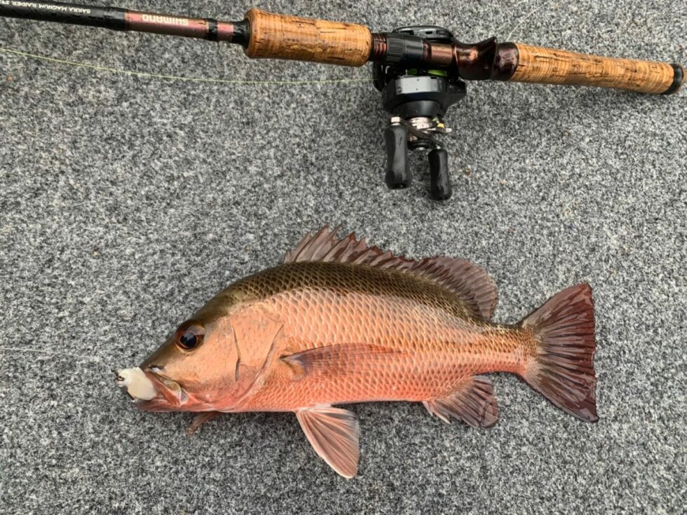 How To Catch Mangrove Jack 12 Tips For A Successful Fishing Trip