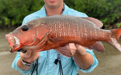 How to Catch Mangrove Jack: 5 Tips for a Successful Fishing Trip