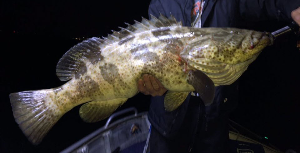 How To Catch Murray Cod (1)
