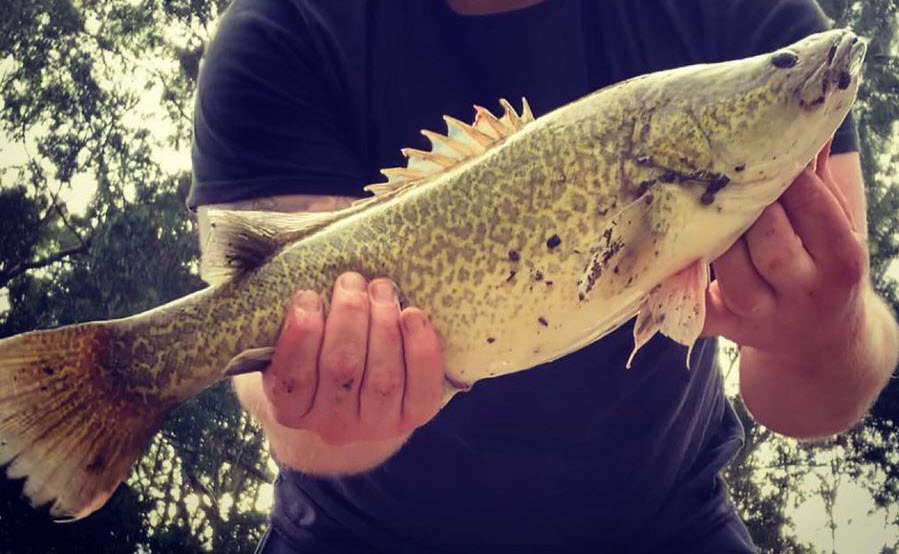 How To Catch Murray Cod (3)