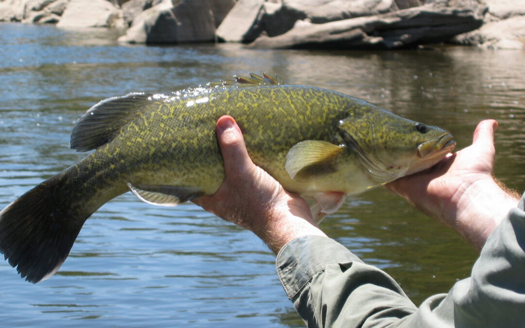 How To Catch Murray Cod (6)